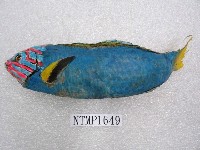 藏品(黃衣錦魚)的圖片